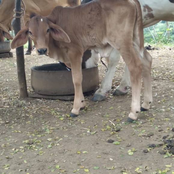 vaca2803